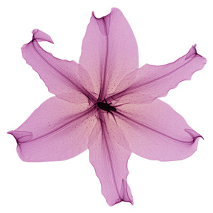 Mammography Flowers Campaign