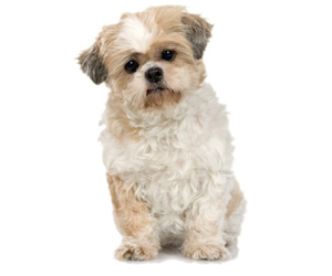 Marketing for Start-Ups: Petrific for Pets